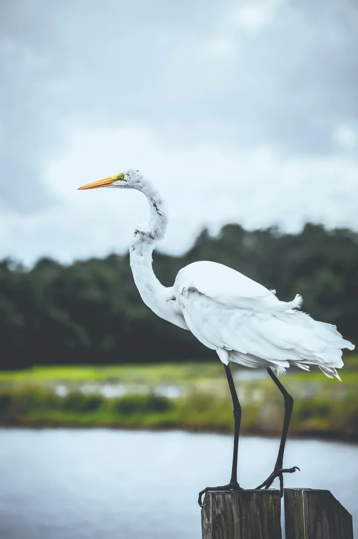 Murrells Inlet marsh sunset