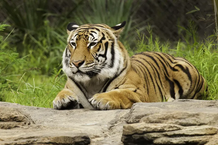 Jacksonville Zoo