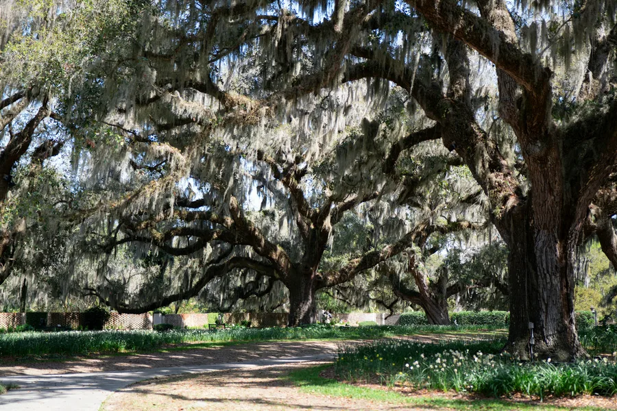 Live oaks draped in Spanish moss at Brookgreen Gardens